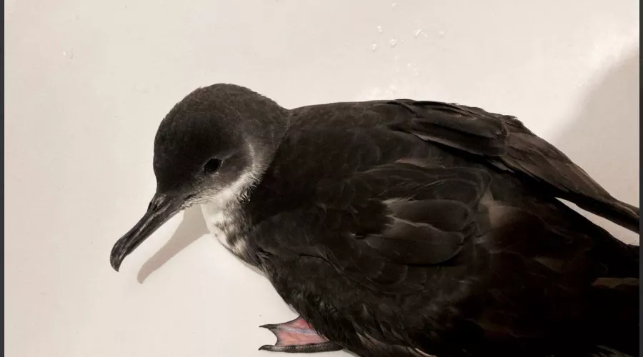  &copy;&nbsp;Скриншот из телеграм-канала эколога Георгия Каваносяна https://t.me/ecozhora/4838