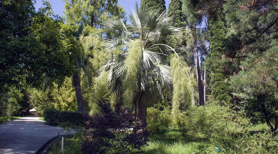  &copy;&nbsp;Фото пресс-службы Сочинского нацпарка