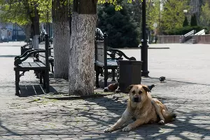 Краснодар на карантине &copy;&nbsp;Фото Евгения Мельченко, Юга.ру