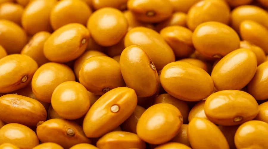 фасоль &copy;&nbsp;Изображение сгенерировано с помощью shedevrum