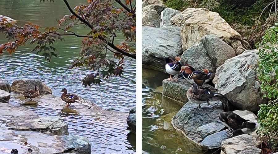  © Коллаж из скриншотов фото из телеграм-канала «Японский Сад. Краснодар»