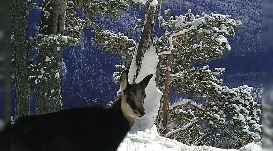  &copy;&nbsp;Фото пресс-службы Кавказского заповедника