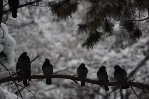 Снег в Краснодаре &copy;&nbsp;Фото Елены Синеок, Юга.ру