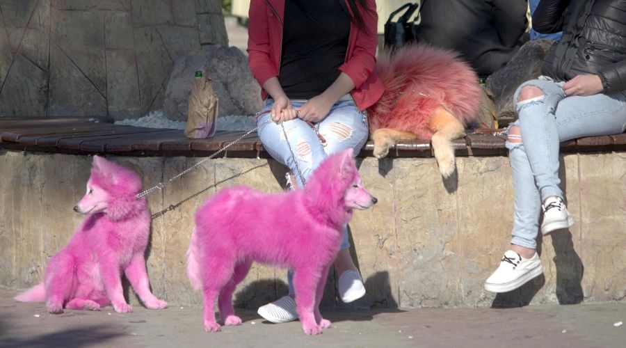 Розовые самоедские собаки с хозяйкой © Фото из группы «ХАСКИ ХЭЛП - Команда помощи хаски и СЕС» «ВКонтакте», vk.com/husky_help_team