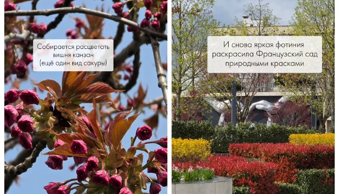 Аромат глицинии и «желтые реки»: как выглядит парк «Краснодар» в середине апреля