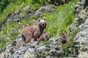  &copy;&nbsp;Фото с сайта kgpbz.ru
