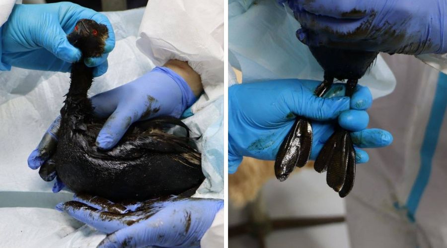  © Коллаж из скриншотов фото из телеграм-канала «Эколог Жора Каваносян»