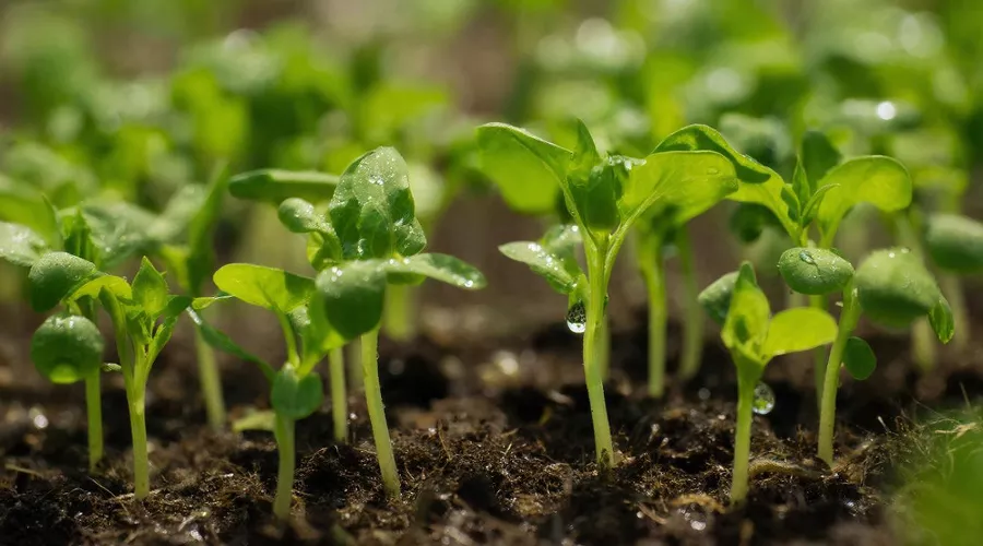 рассада &copy;&nbsp;Изображение сгенерировано нейросетью Gigachat