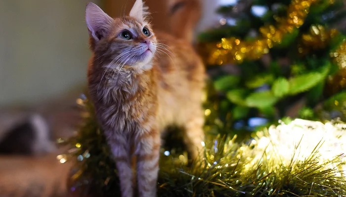  &copy;&nbsp;Фото Елены Синеок, Юга.ру