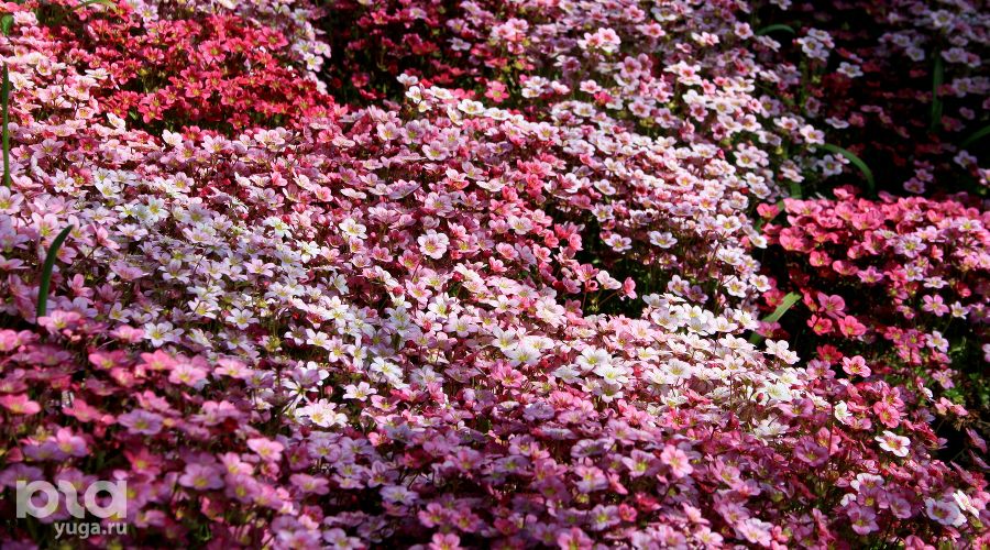 Цветы в Японском саду парка «Краснодар» &copy;&nbsp;Фото Марины Солошко, Юга.ру