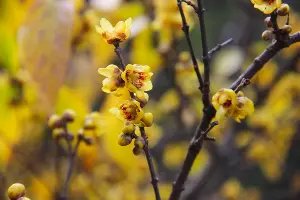 Химонантус, или ледяной цветок &copy;&nbsp;Фото пресс-службы Сочинского нацпарка