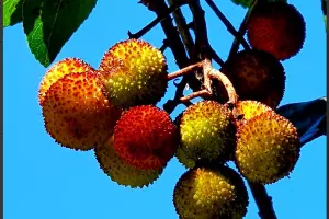  &copy;&nbsp;Скриншот из телеграм-канала дендропарка &laquo;Южные культуры&raquo; https://t.me/park_uzk/1204