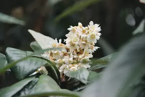 Мушмула &copy;&nbsp;Фото пресс-службы Сочинского нацпарка