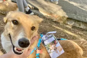  &copy;&nbsp;Фото t.me/pets_sochi_mamayka