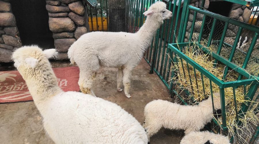  © Фото пресс-службы санатория «Октябрьского»