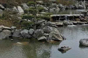 У развала камней самец утки мандаринки, а правее на камне — четыре черепахи &copy;&nbsp;Фото Марины Солошко, Юга.ру