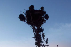  © Фото Максима Богатырева