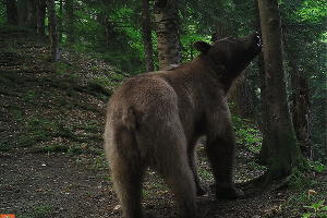  © Фото пресс-службы Кавказского биосферного заповедника