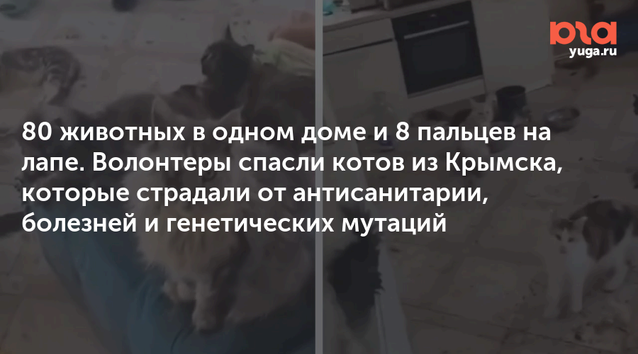 80 животных в одном доме и 8 пальцев на лапе. Волонтеры спасли котов из Крымска, которые страдали от антисанитарии, болезней и генетических мутаций