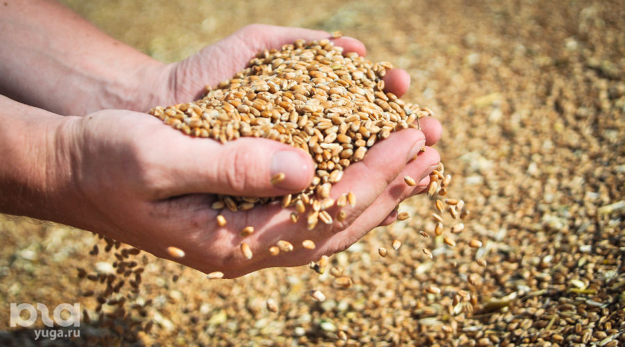  © Фото Елены Синеок, Юга.ру