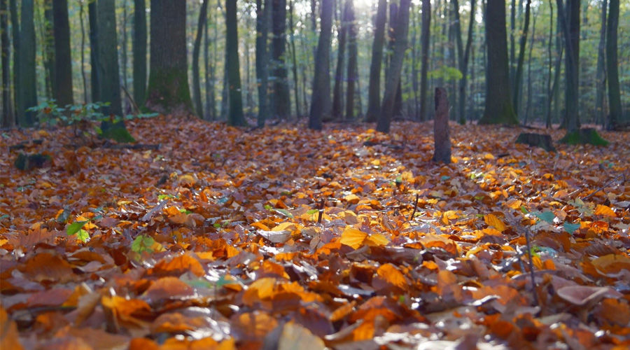  © Фото с сайта pxhere.com