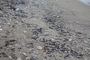  &copy;&nbsp;Скриншот фото из телеграм-канала &laquo;Фотограф, видеооператор Туапсе&raquo;