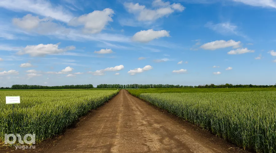  &copy;&nbsp;Фото Елены Синеок, Юга.ру