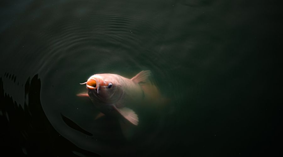  © Фото Toby Sakata, unsplash.com