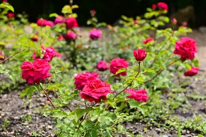  &copy;&nbsp;Фото пресс-службы курорта &laquo;Роза Хутор&raquo;