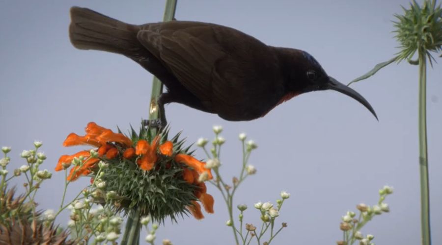 Кадр из трейлера к фильму «Карнавал клювов» &copy;&nbsp;Скриншот видео с youtube-канала Monticola Films