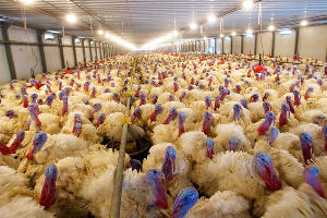  © Фото с сайта agrobase.ru