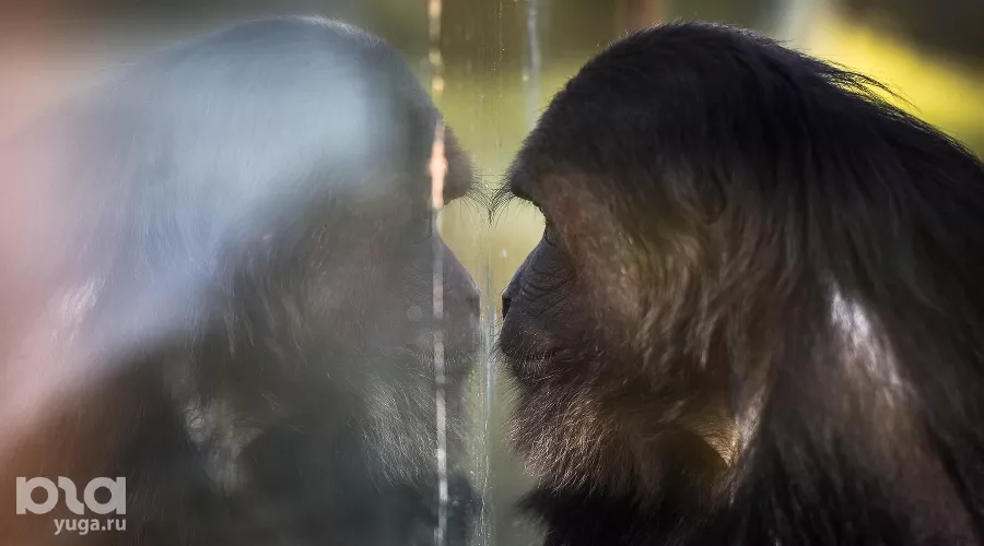 Краснодарский «Сафари-парк» &copy;&nbsp;Фото Елены Синеок, Юга.ру