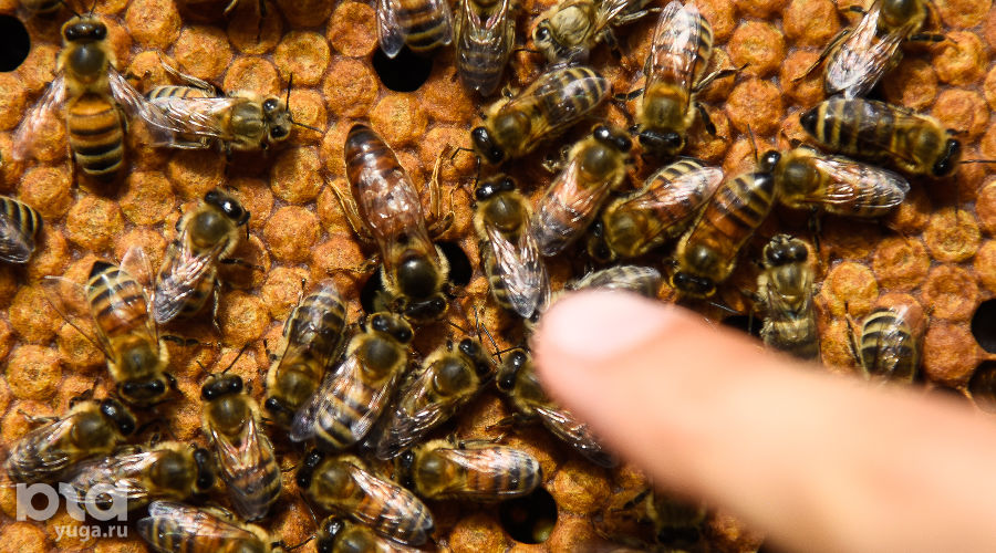  &copy;&nbsp;Фото Елены Синеок, Юга.ру