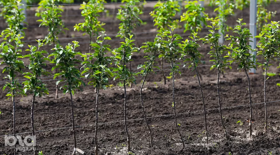  &copy;&nbsp;Фото Елены Синеок, Юга.ру