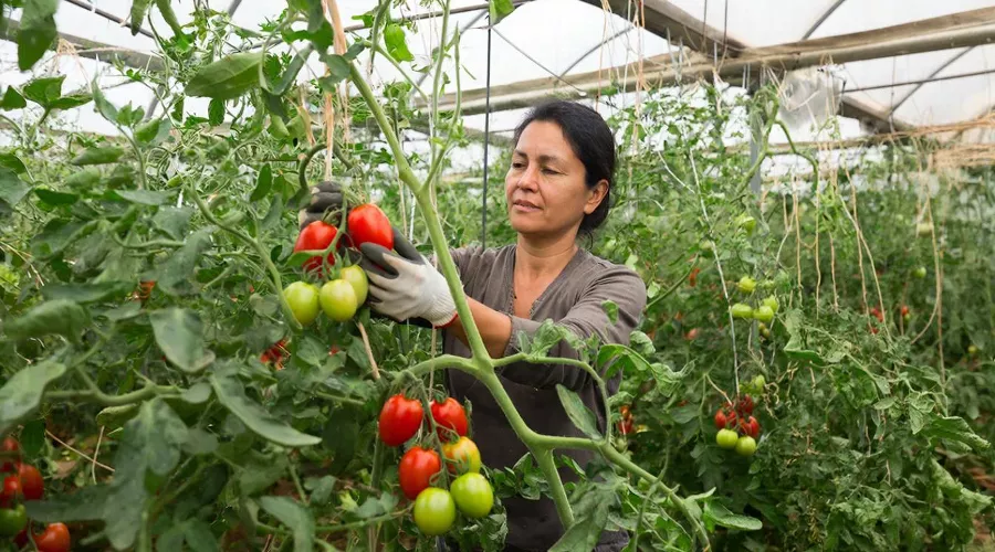 помидоры &copy;&nbsp;Изображение сгенерировано нейросетью Gigachat