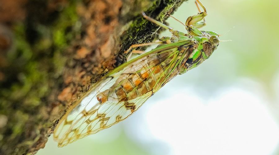  &copy;&nbsp;Фото с сайта pixabay.com