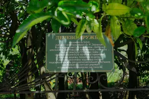 Дерево Дружбы в Сочи &copy;&nbsp;Фото Юли Шафаростовой, Юга.ру