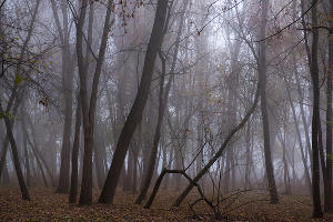 Туман в парке «Солнечный остров» © Фото Елены Синеок, Юга.ру