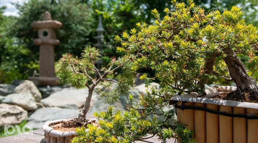 Бонсаи за домом Коминка &copy;&nbsp;Фото Александра Гончаренко, Юга.ру