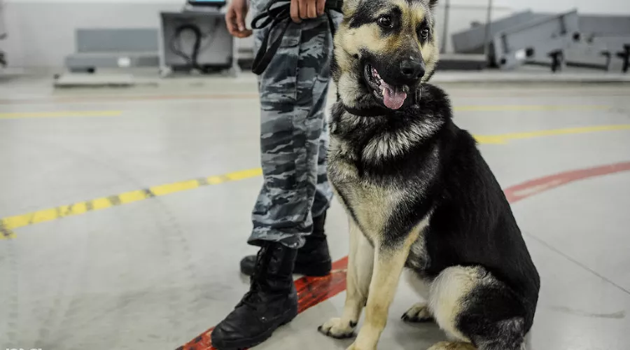 Работа сотрудников служб аэропорта авиационной безопасности в аэропорту Сочи &copy;&nbsp;Нина Зотина, ЮГА.ру