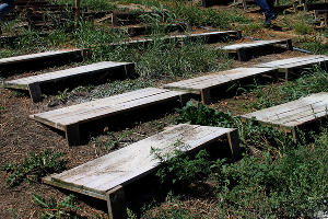 Деревянные щиты, под которыми живут улитки &copy;&nbsp;Фото Марины Солошко, Юга.ру