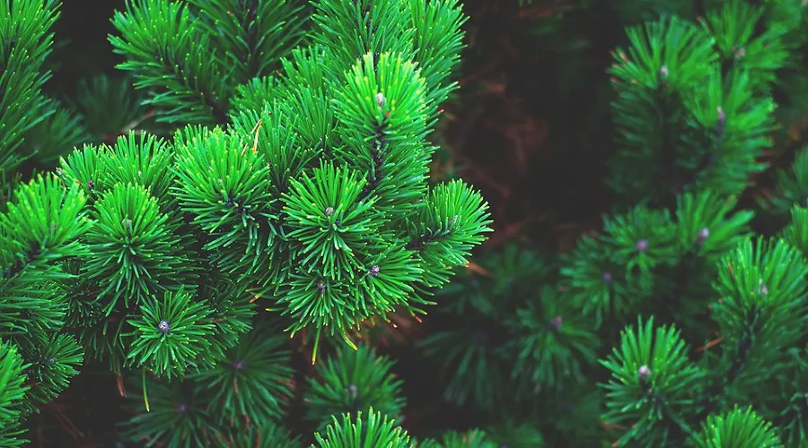  &copy;&nbsp;Фото с сайта pixabay.com