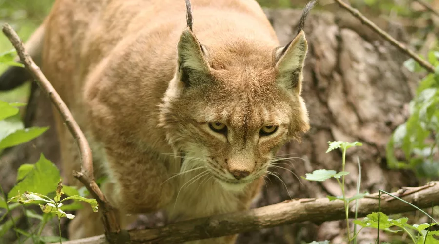  &copy;&nbsp;Фото Andreas Roth с сайта pixabay.com