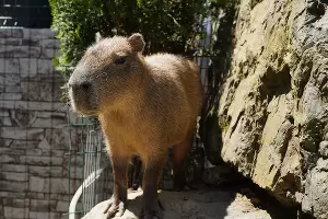  &copy;&nbsp;Фото пресс-службы курорта &laquo;Роза Хутор&raquo;