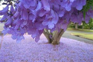  © Фото пресс-службы Сочинского нацпарка