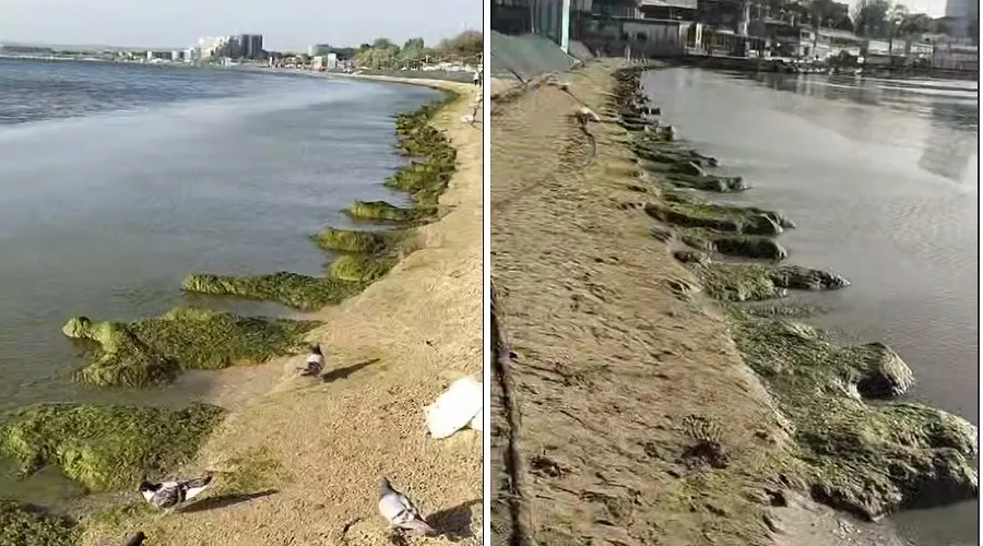  &copy;&nbsp;Коллаж из скриншотов фото из телеграм-канала &laquo;Юрий Озаровский Анапа Витязево Джемете&raquo;