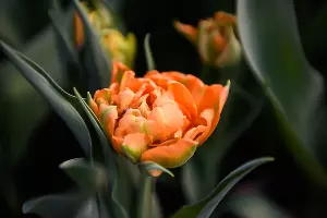 Тюльпаны &copy;&nbsp;Фото Елены Синеок, Юга.ру