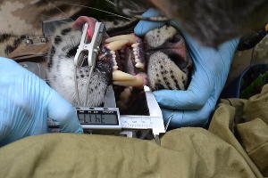  © Фото пресс-службы Сочинского нацпарка