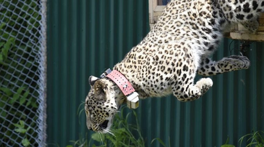  © Фото Центра природы Кавказа