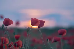  &copy;&nbsp;Фото Tateshi Yokotaishi https://vk.com/sakanoid